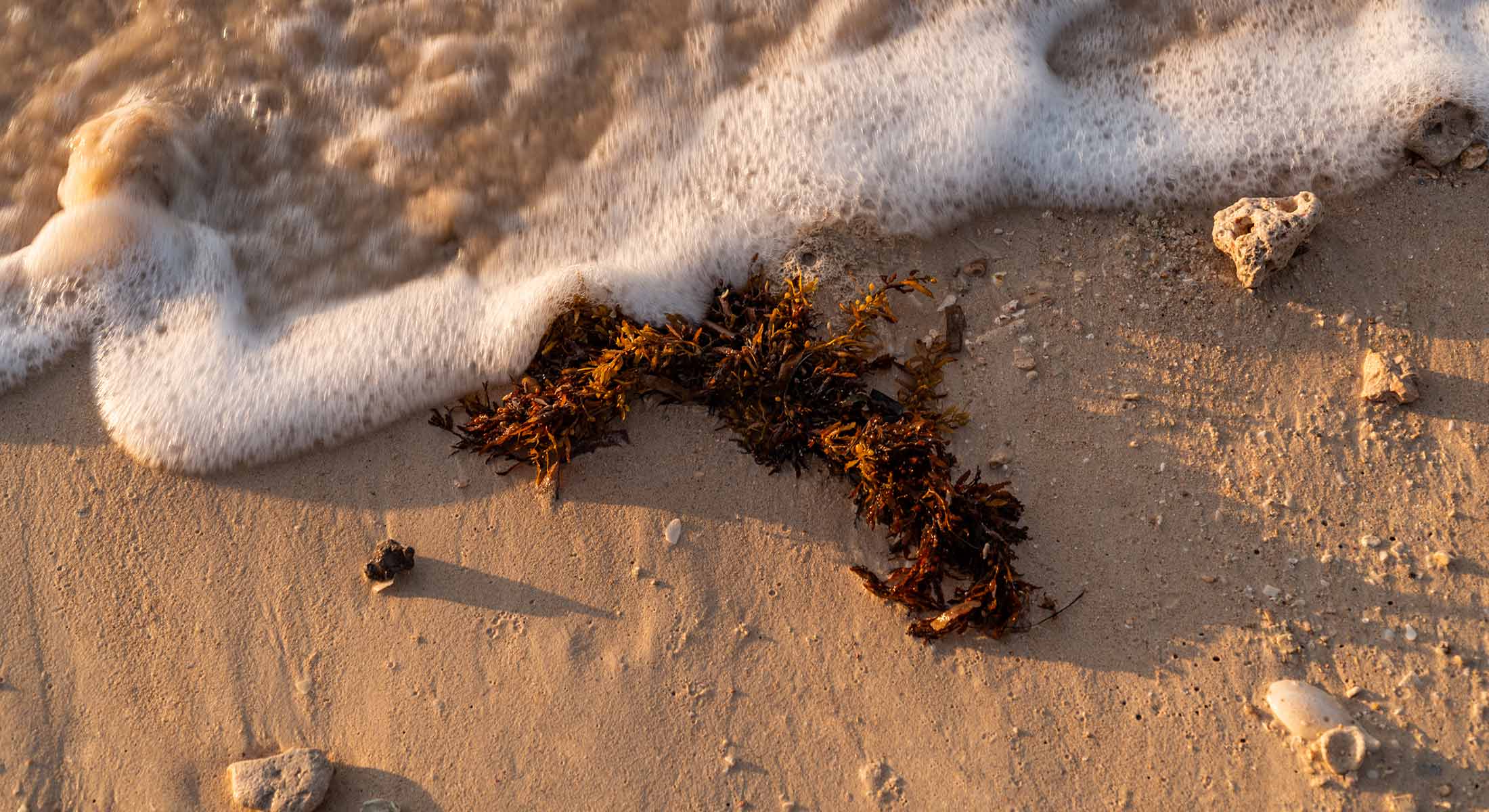 Photo of the hotel Sofitel Barú Cartagena Beach Resort: Sofitel calablanca baru gallery071