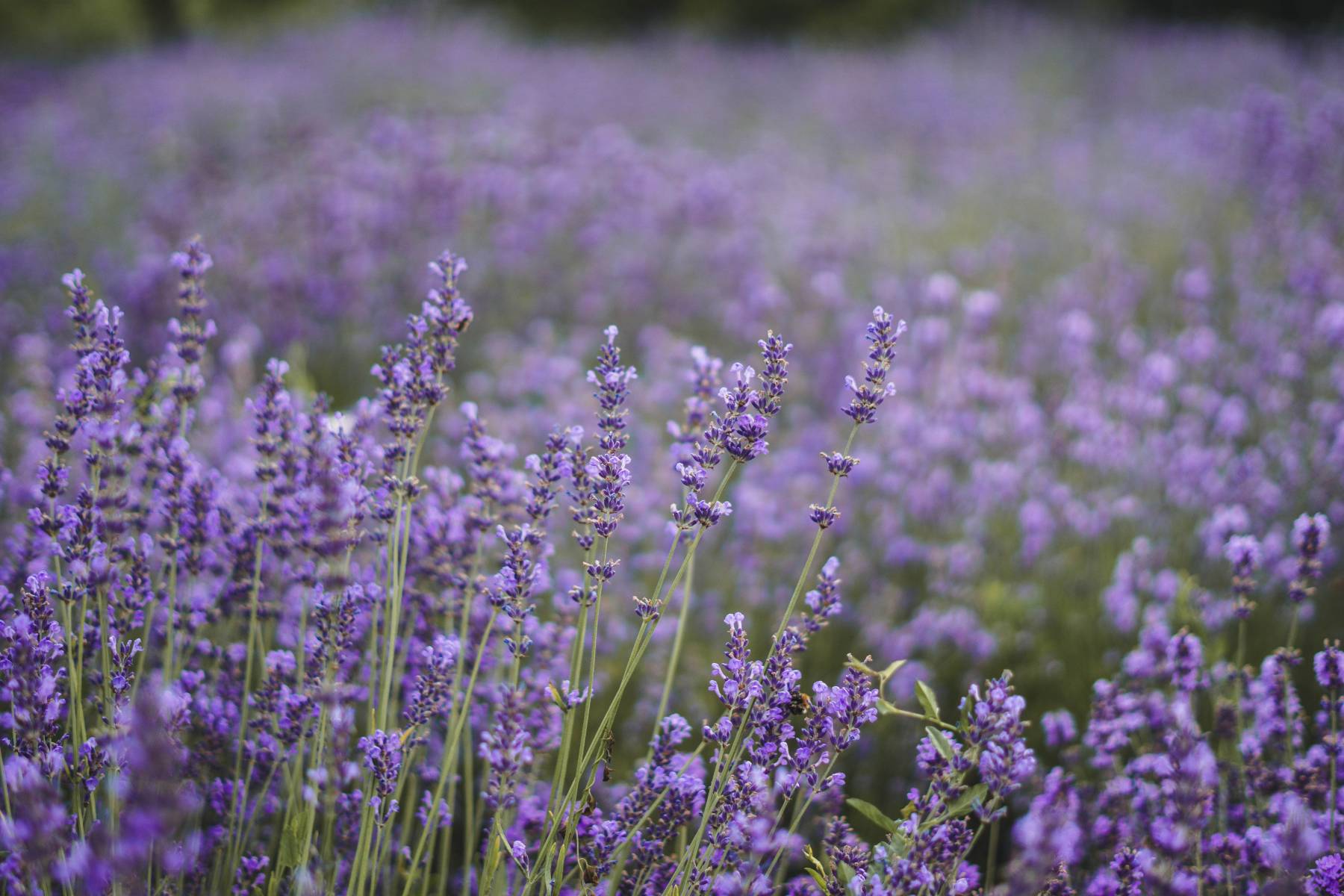 Photo of the hotel Sofitel Barú Cartagena Beach Resort: Cristian vieriu d6tfric u1u unsplash