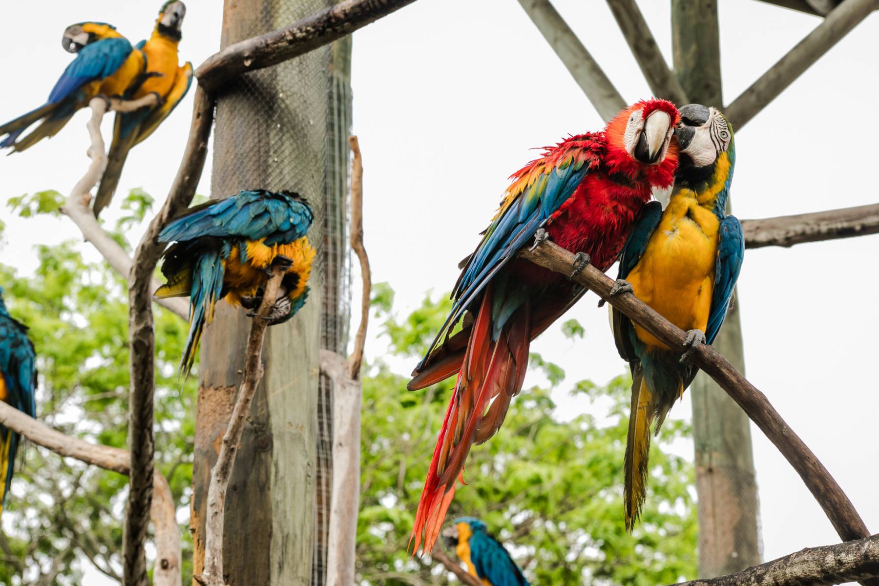 Photo of the hotel Sofitel Barú Cartagena Beach Resort: Visita al aviario