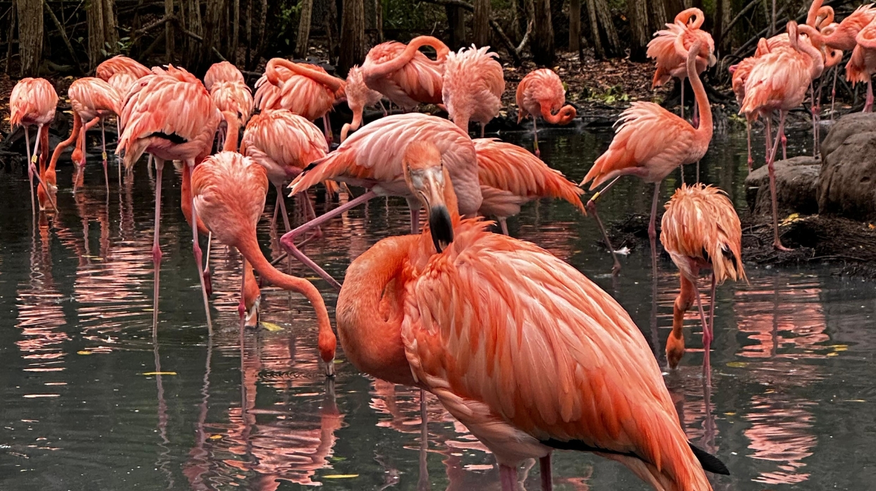 Photo of the hotel Sofitel Barú Cartagena Beach Resort: Newsletter 1242 x 697 px 3