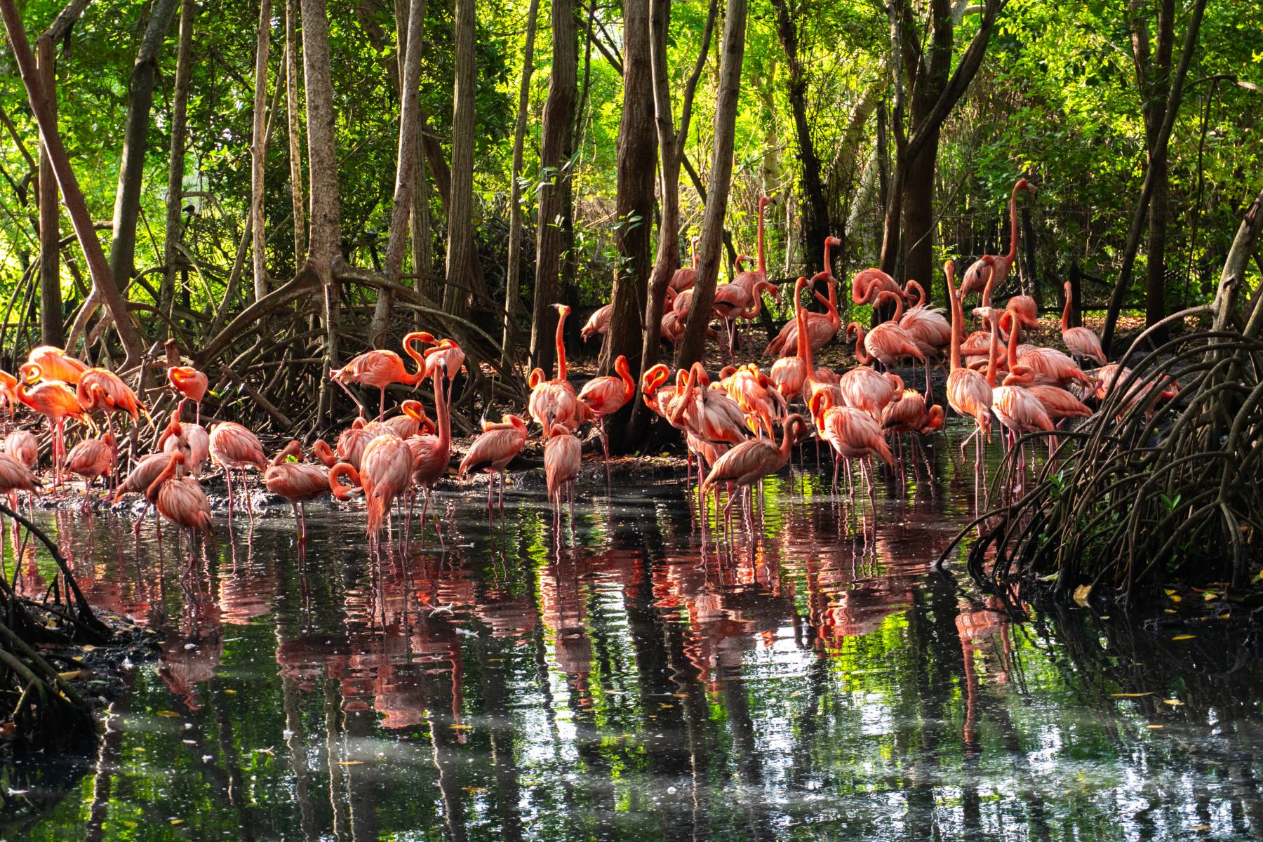 Photo of the hotel Sofitel Barú Cartagena Beach Resort: Dsc00474